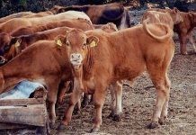 Περιφέρεια ΑΜΘ: Οδηγίες για την ετήσια απογραφή ζωικού κεφαλαίου αιγοπροβάτων, χοίρων και βοοειδών