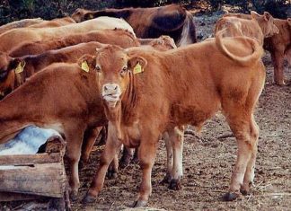 Περιφέρεια ΑΜΘ: Οδηγίες για την ετήσια απογραφή ζωικού κεφαλαίου αιγοπροβάτων, χοίρων και βοοειδών