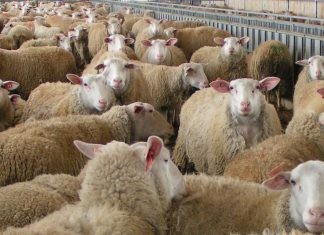 Νέο κρούσμα ευλογιάς προβάτων στη Μεγάλη Δοξιπάρα – Σε επιφυλακή Ορεστιάδα και Διδυμότειχο