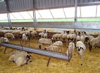 Αντίθετη στον εμβολιασμό η Εθνική Επιστημονική Επιτροπή για την Ευλογιά των Αιγοπροβάτων