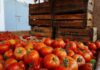 Τελωνείο Κήπων: Απορρίφθηκαν τομάτες από Τουρκία – 97% των ελέγχων φυτοπροστατευτικών σε τρόφιμα Σεπτεμβρίου εντός ορίων