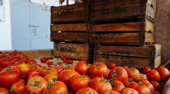 Τελωνείο Κήπων: Απορρίφθηκαν τομάτες από Τουρκία – 97% των ελέγχων φυτοπροστατευτικών σε τρόφιμα Σεπτεμβρίου εντός ορίων