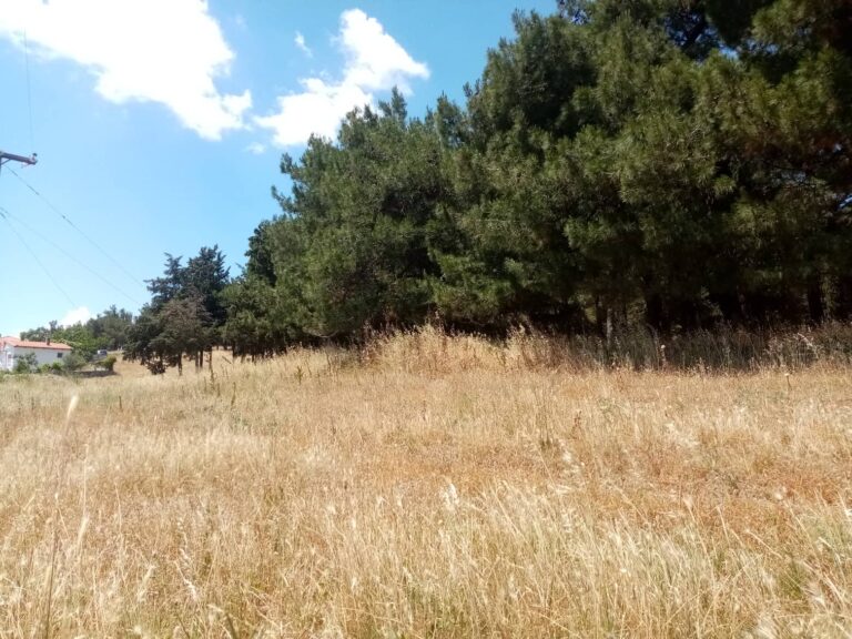 Φέρες: Την κοπή των χόρτων και τη δημιουργία ζώνης πυρασφάλειας στο δάσος της Αγίας Παρασκευής ζητά ο Ν. Γκότσης