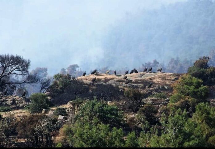 epistrofi_arpaktika_dadia