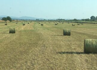 Ενισχύσεις de minimis ύψους 2,1 εκατ. ευρώ σε παραγωγούς μηδικής στον Έβρο και βιομηχανικής τομάτας στην Ημαθία