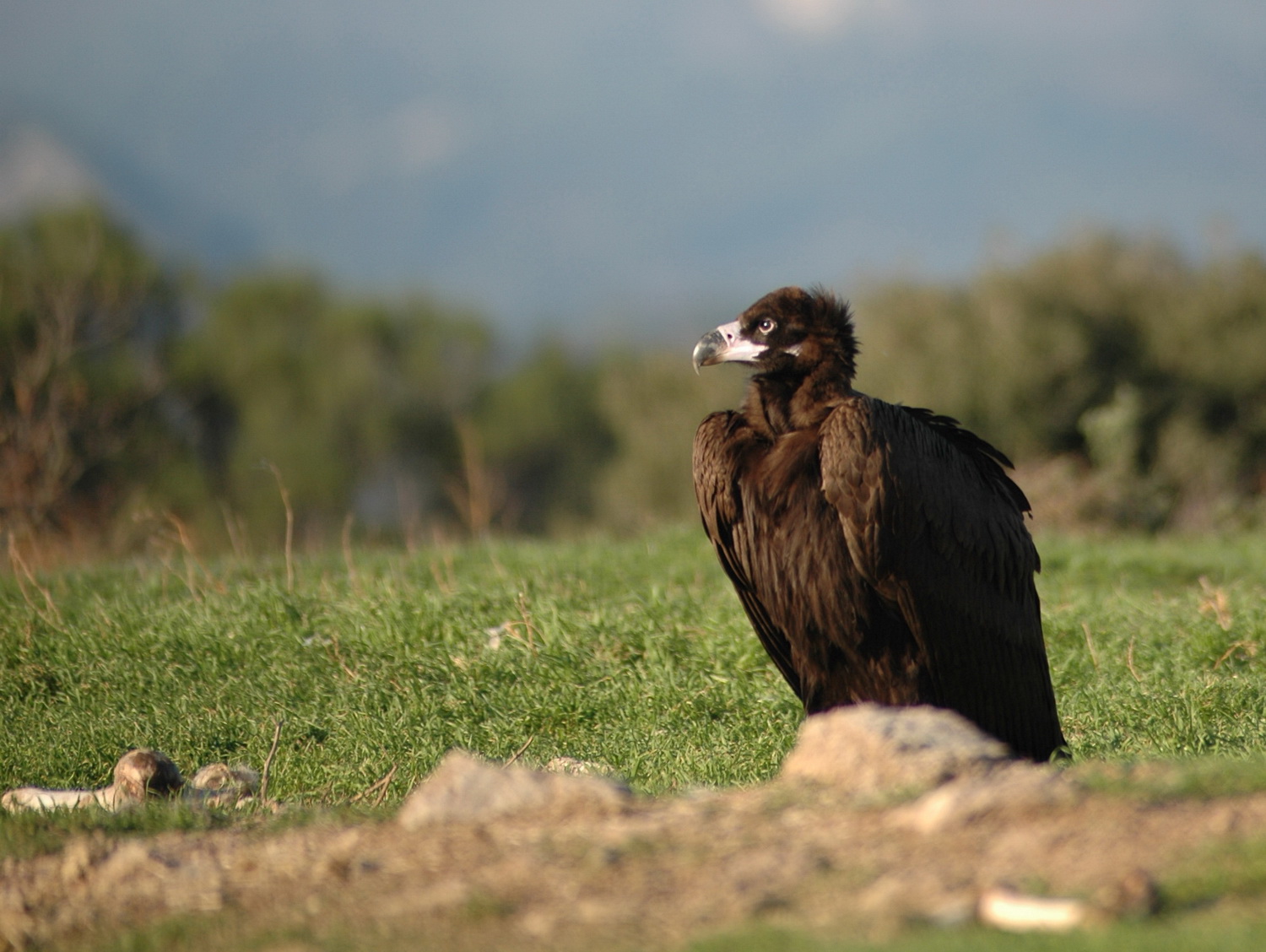 mavrogipas dadia