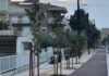 Αλεξανδρούπολη: Νέες μανόλιες στην οδό Αγίου Δημητρίου – Επέκταση των φυτεύσεων μετά την Κονδύλη