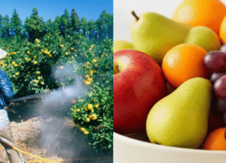 ΥΠΑΑΤ: Τα ελληνικά σταφύλια με τα περισσότερα φυτοφάρμακα – Αποκαλυπτικός έλεγχος Σεπτεμβρίου 2025