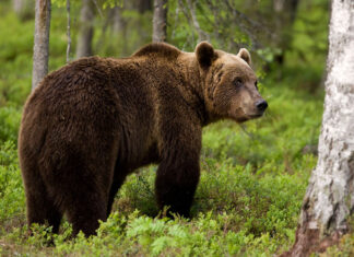 Δράμα: Νεκρή και αποκεφαλισμένη αρκούδα – Σχηματίστηκε δικογραφία για τους δράστες