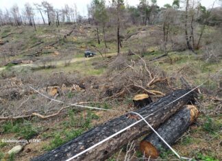 Μετά τη μεγάλη πυρκαγιά του 2023: Σταθερή φυσική αναγέννηση στο Δάσος Δαδιάς – Τα πρώτα επιστημονικά ευρήματα