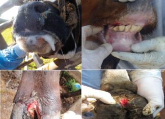 Αφθώδης Πυρετός: 274 εστίες στην Τουρκία – Μία εστία λίγα μέτρα από τα σύνορα του Βόρειου Έβρου