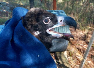 Ξεκίνησε η φετινή τοποθέτηση πομπών σε Μαυρόγυπες στη Δαδιά για την προστασία του είδους