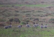 Οι Νανόχηνες επέστρεψαν στο Δέλτα Έβρου