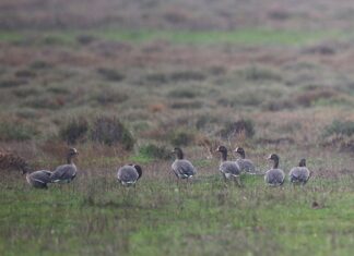 Οι Νανόχηνες επέστρεψαν στο Δέλτα Έβρου
