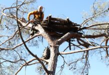 Δαδιά: Εγκατάσταση 15 νέων τεχνητών φωλιών για Μαυρόγυπες από τον ΟΦΥΠΕΚΑ