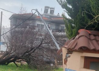 Πτώση δέντρου σε καλώδιο της ΔΕΗ έκλεισε δρόμο στην οδό Φιλικής Εταιρείας στην Αλεξανδρούπολη
