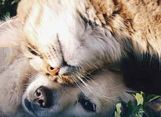 Το πένθος για κατοικίδιο μπορεί να διαρκεί όσο και για έναν άνθρωπο, δείχνει βρετανική μελέτη