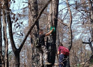 Συντήρηση τεχνητών φωλιών για μικρόπουλα στο Δάσος της Δαδιάς από την Εταιρεία Προστασίας Βιοποικιλότητας Θράκης