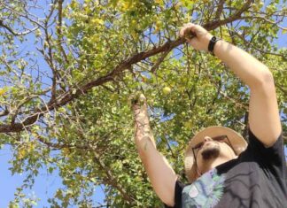 Αγριομηλίτσα: Το σπάνιο «κατακαημένο» δέντρο της Θράκης που απειλείται από τις φωτιές