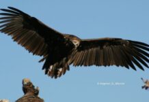 Οι ανεμογεννήτριες στη Θράκη, ανυπέρβλητος φραγμός για τους μαυρόγυπες!
