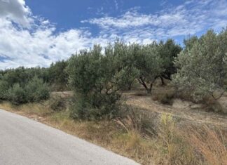 Σαμοθράκη: Έκκληση στους ιδιοκτήτες για κλάδεμα δέντρων που εμποδίζουν την κυκλοφορία