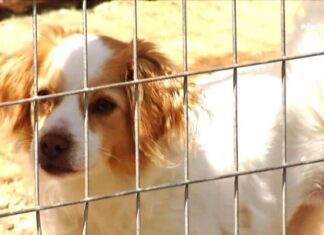 Υψηλοί τόνοι στο δ.σ. Ορεστιάδας για το καταφύγιο αδέσποτων – Αντίθετες οπτικές Παπαδόπουλου και Μαυρίδη