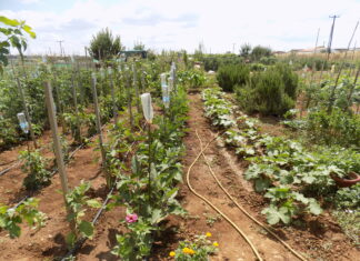 Αλεξανδρούπολη: Αιτήσεις για αδιάθετα αγροτεμάχια του Βιοαγρού έως 16 Μαρτίου